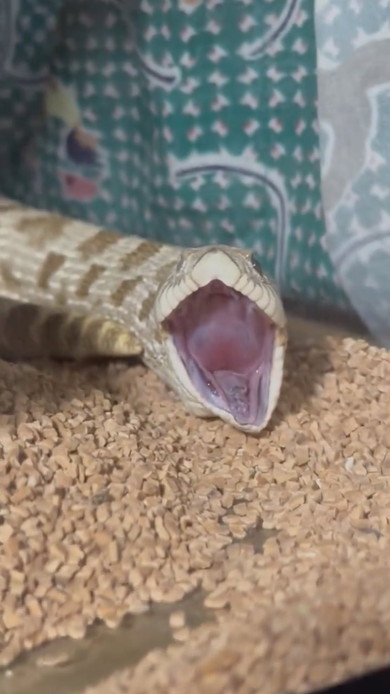 あくびをするヘビさん