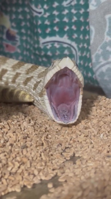 あくびをするヘビさん