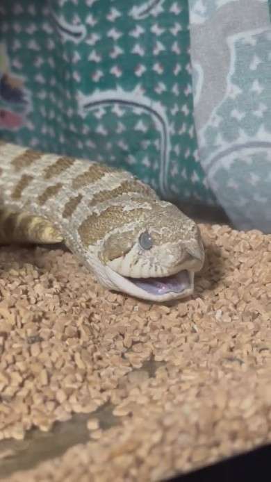 あくびをするヘビさん