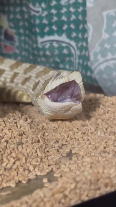 あくびをするヘビさん