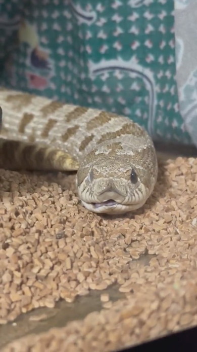 あくびをするヘビさん