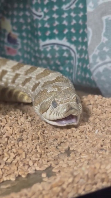 あくびをするヘビさん