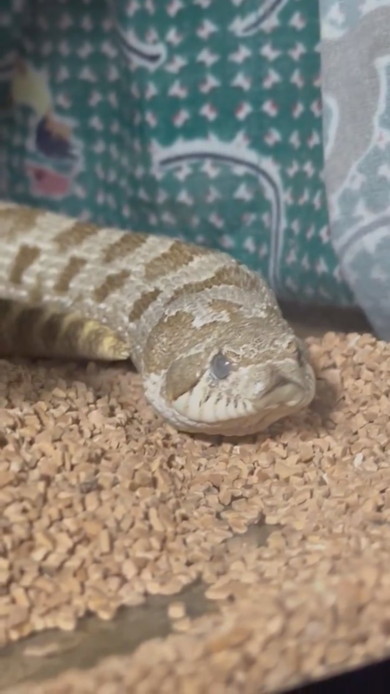 あくびをするヘビさん