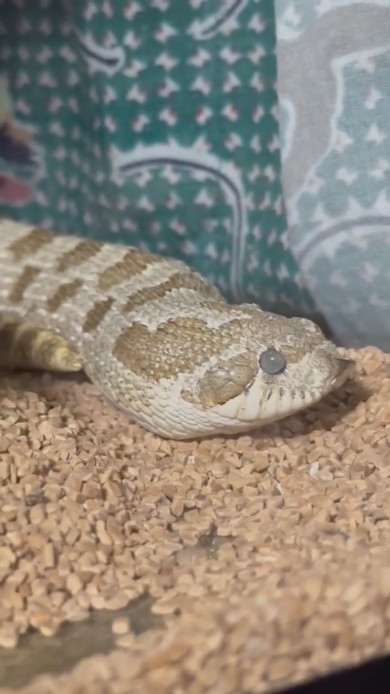 あくびをするヘビさん