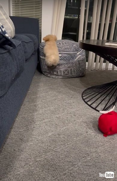 ジャンプする子犬