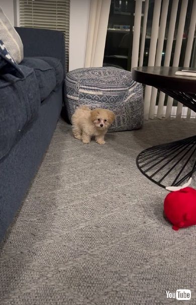 ジャンプする子犬