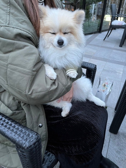 抱っこされて寝るワンコ