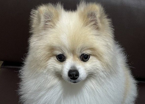 ワンコトリミング