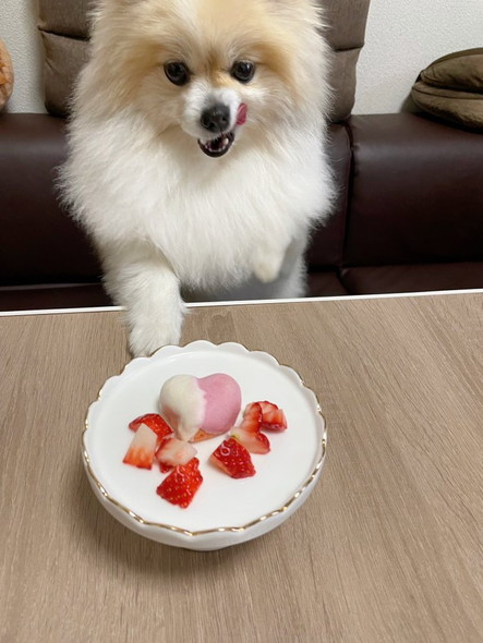 デザート食べるワンコ