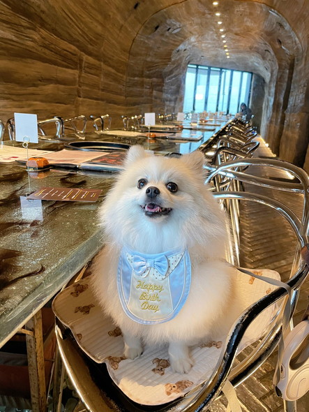 誕生日ワンコ