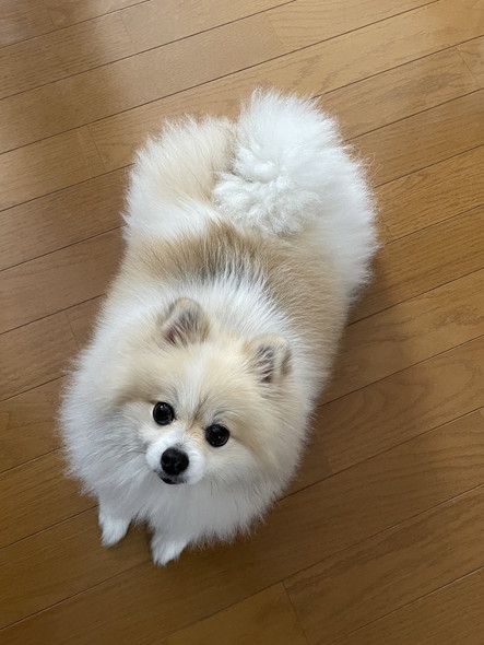 伏せして見上げるワンコ