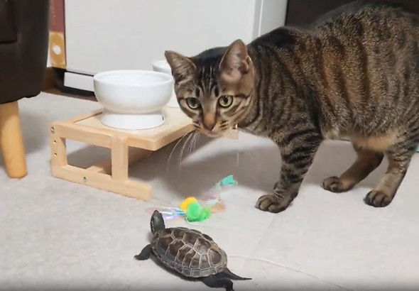 猫ちゃんと遊ぶカメ