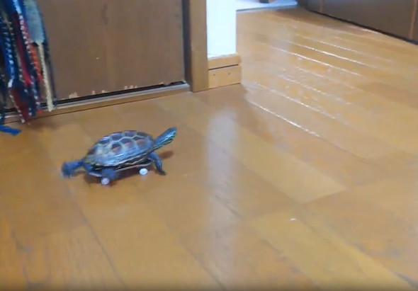 スケボーに乗る亀