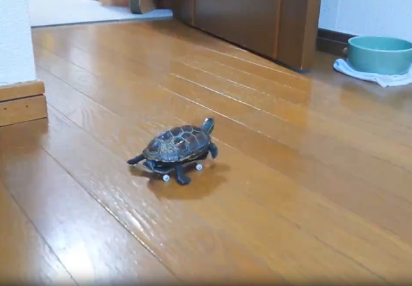 スケボーに乗る亀