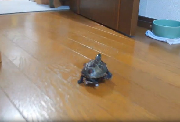 スケボーに乗る亀