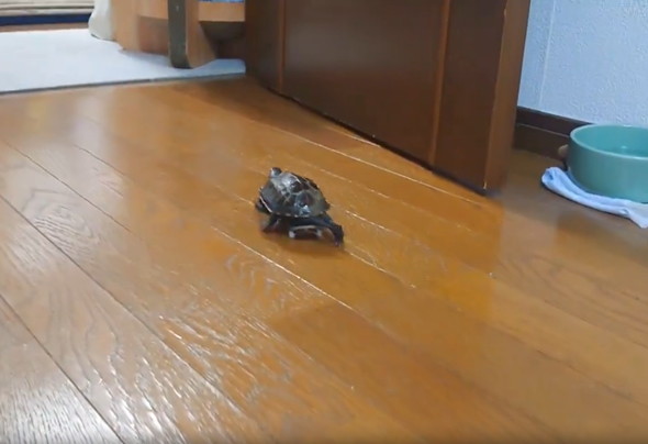 スケボーに乗る亀