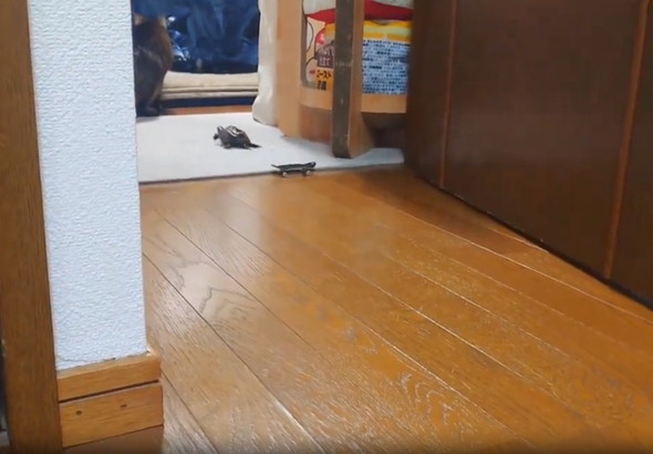 スケボーに乗る亀