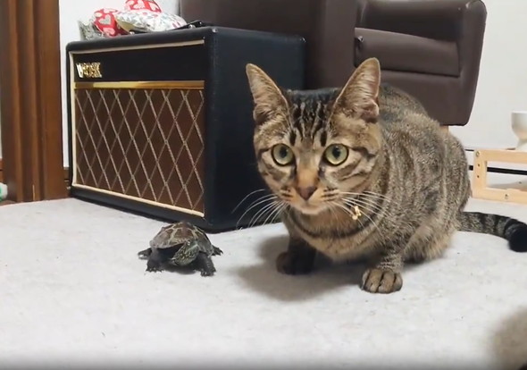 猫ちゃんと並ぶカメ