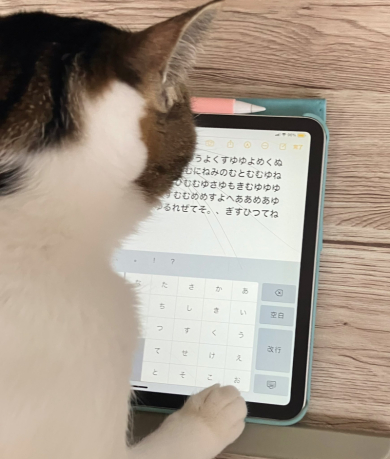iPadを見つめる猫