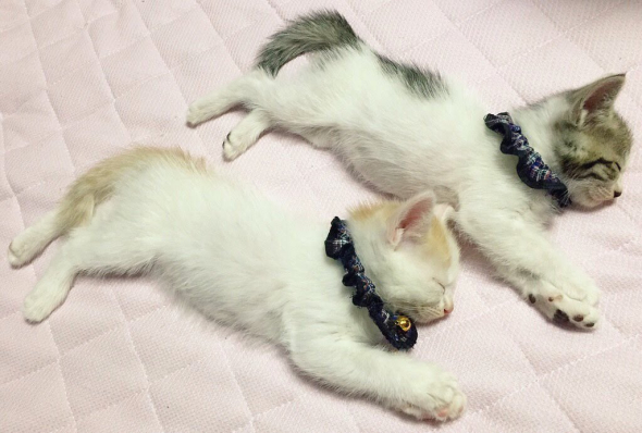 眠る子猫2匹