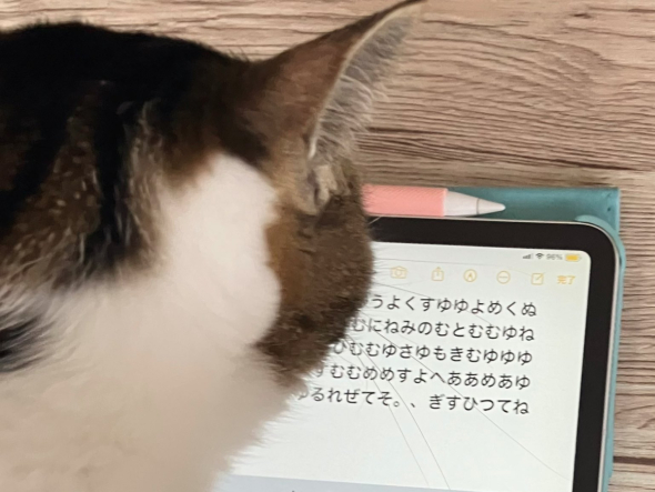 iPadを見つめる猫