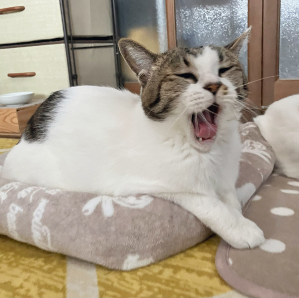 あくびをする猫