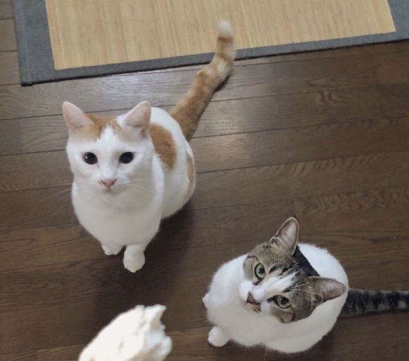 見上げる猫2匹