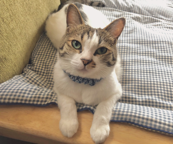 寝そべっている猫