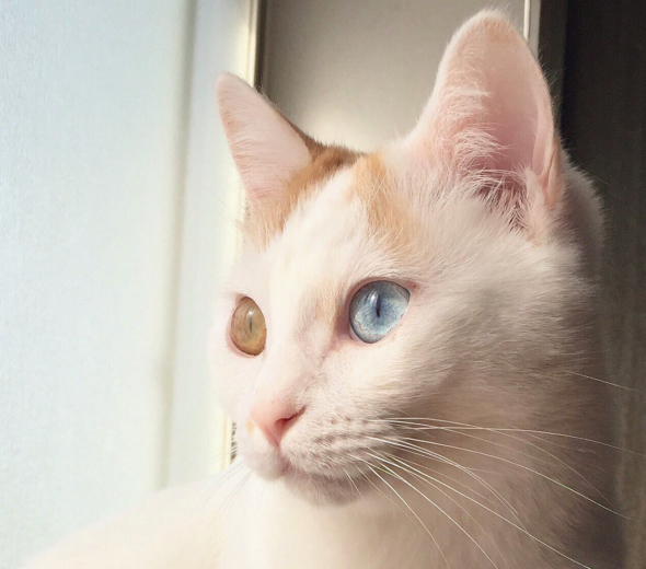 オッドアイの猫