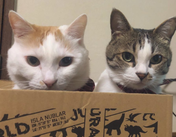 段ボールに入った猫2匹