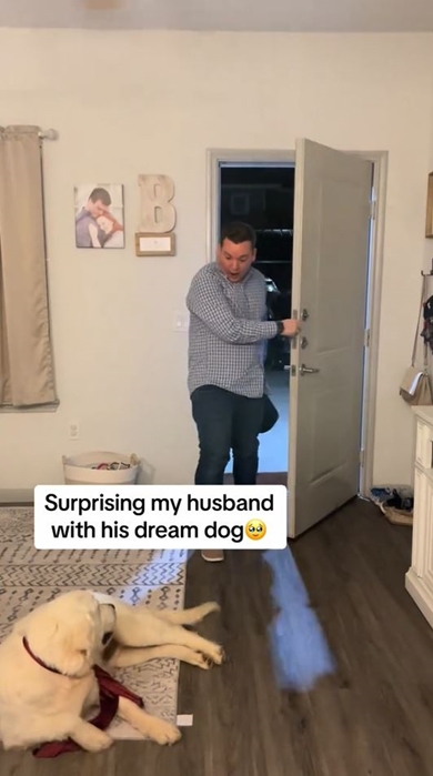 犬の癒やし動画