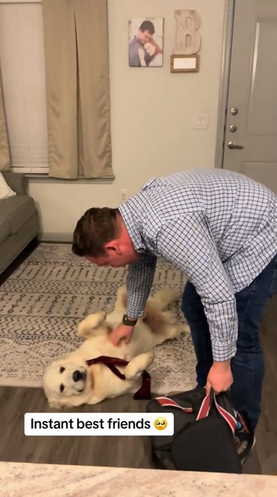 犬の癒やし動画