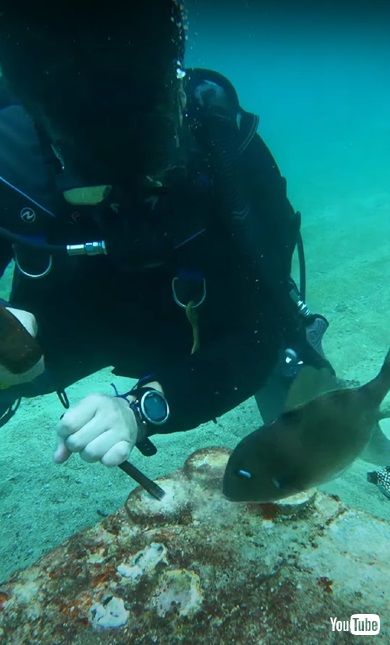 海洋生物学者の活動