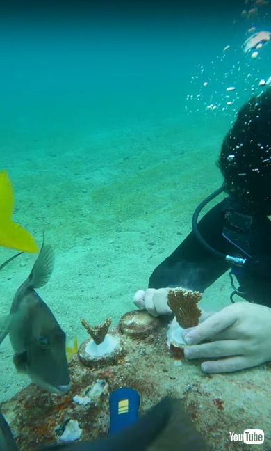 海洋生物学者の活動