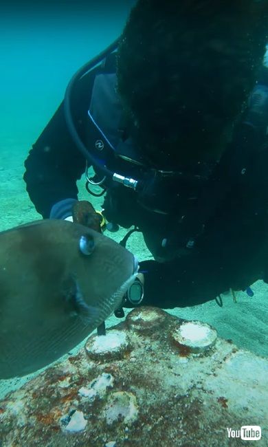 海洋生物学者の活動
