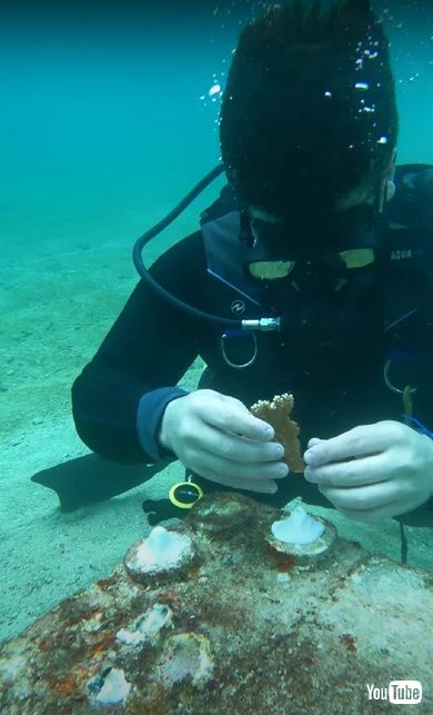 海洋生物学者の活動