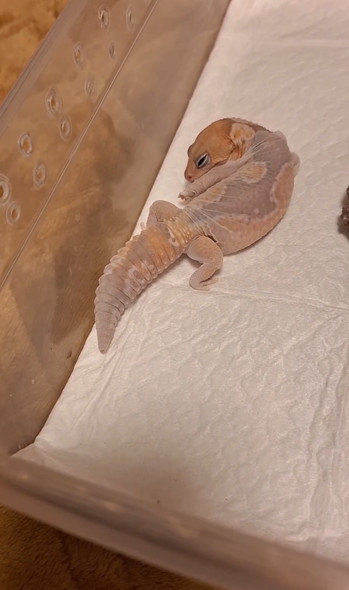 脱皮するニシアフ