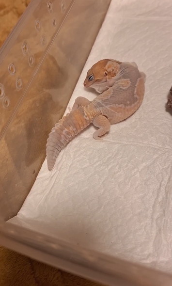 脱皮するニシアフ