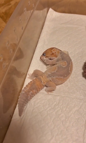 脱皮するニシアフ