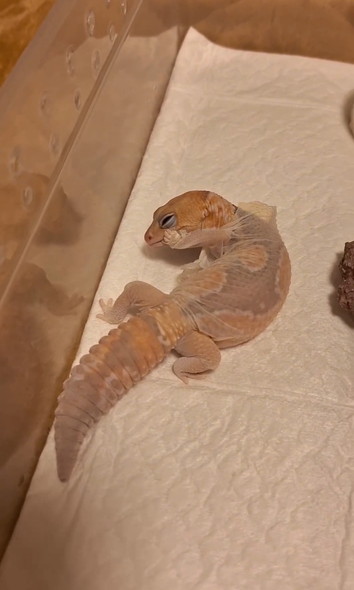 脱皮するニシアフ