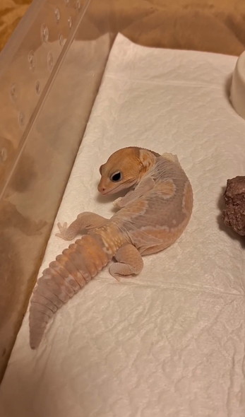 脱皮するニシアフ