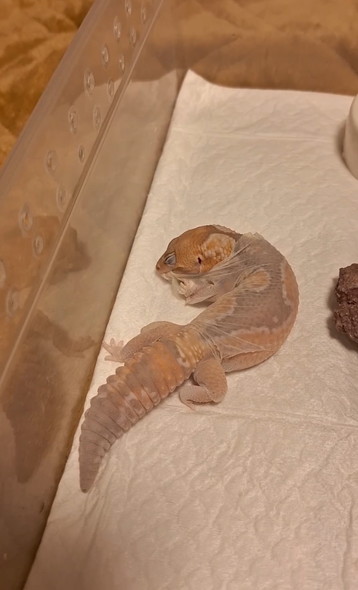 脱皮するニシアフ