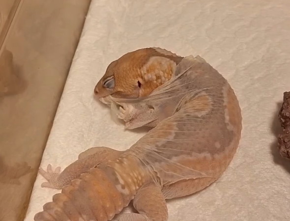 脱皮するニシアフ