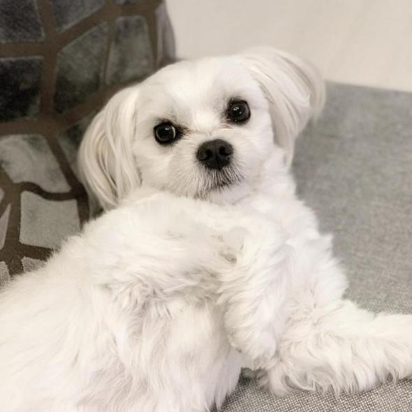 犬が後ろ足で蹴る意味