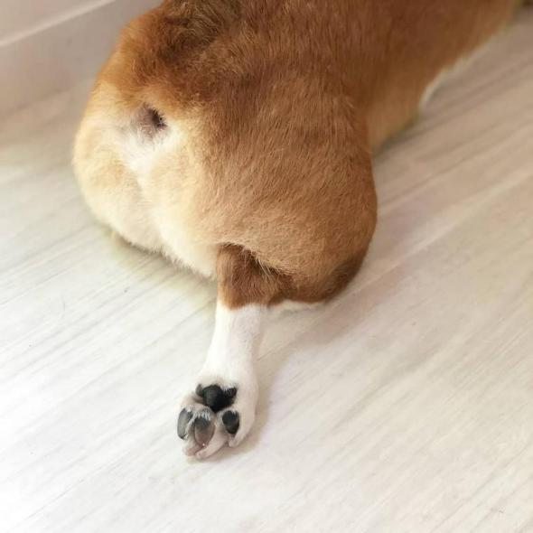 犬が後ろ足で蹴る意味