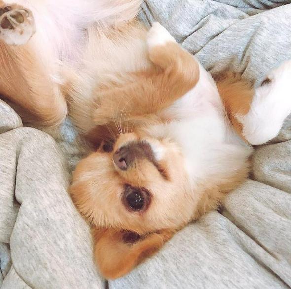 犬が後ろ足で蹴る意味