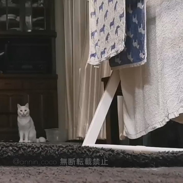 カメラに向かってメンチ切りながら向かってくる白猫ちゃん