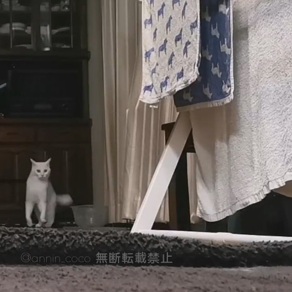 カメラに向かってメンチ切りながら向かってくる白猫ちゃん