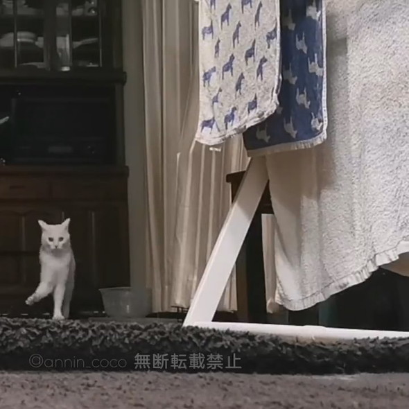 カメラに向かってメンチ切りながら向かってくる白猫ちゃん