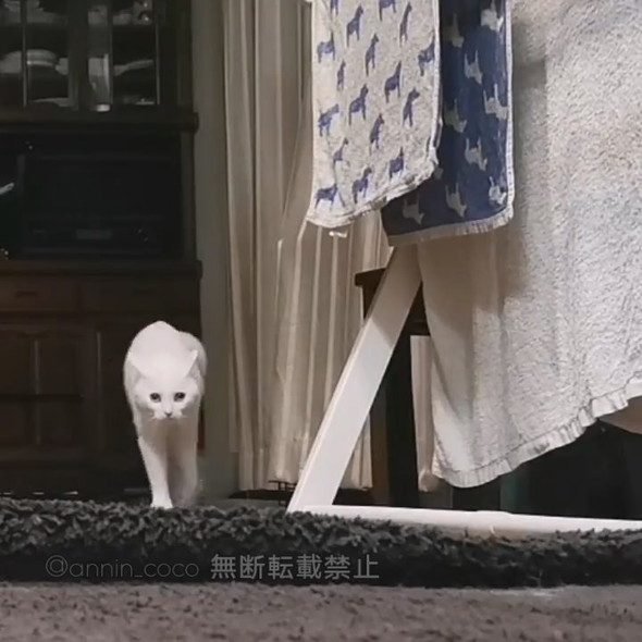 カメラに向かってメンチ切りながら向かってくる白猫ちゃん